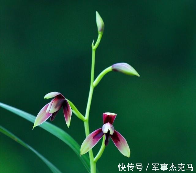 诗词|蕙兰秋意晚——诗词美图集