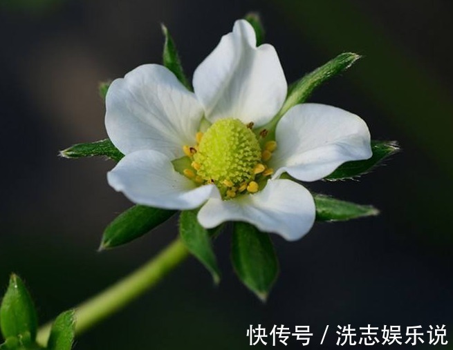 此花花姿优美,绿叶衬托着洁白的花朵精致夺目,象征着勇敢的爱情