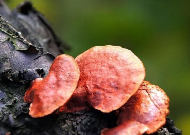 人参|癌症的“清洁剂”找到了,没事吃两口,赛过人参和虫草