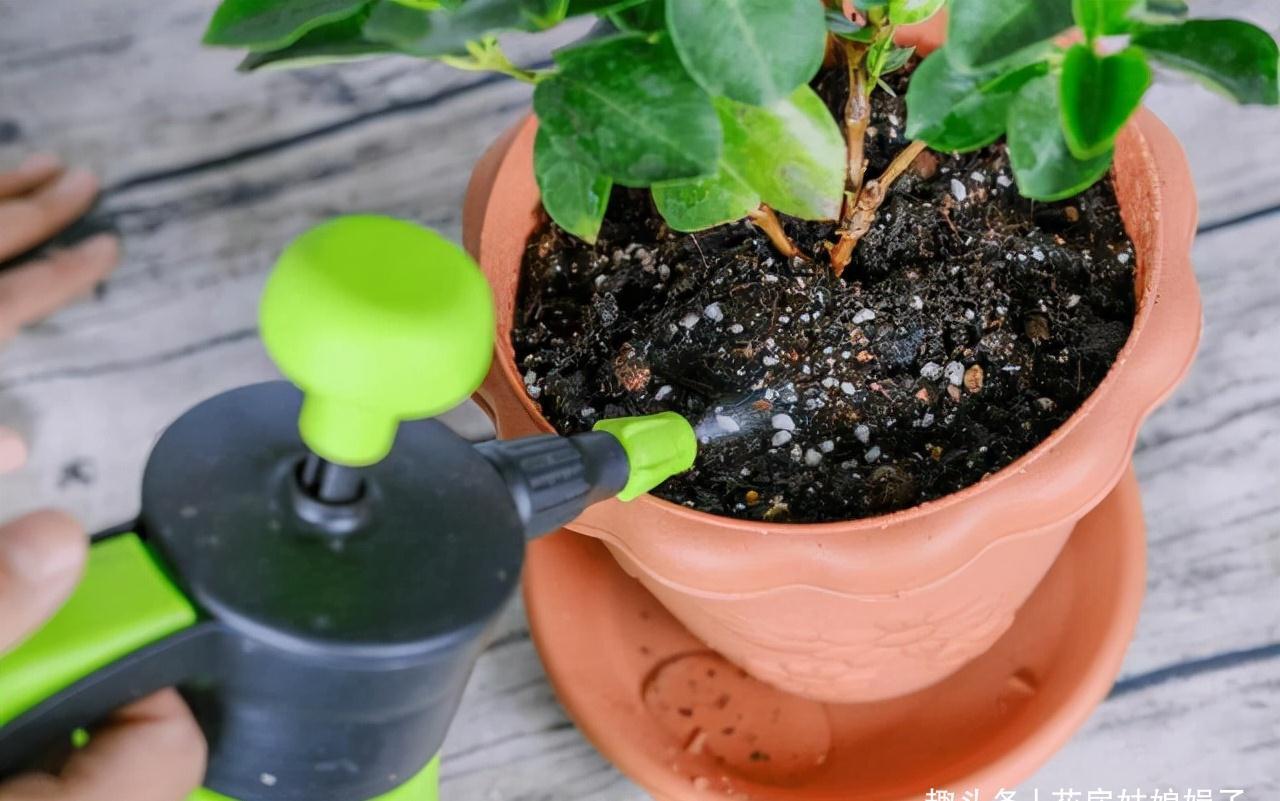 室内养殖这些花卉时，浇水时不要浇湿叶片，可能会造成烂叶的现象