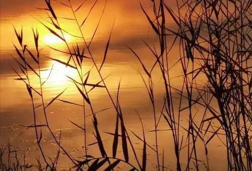 《诗经》中这些耳熟能详的成语，经典！