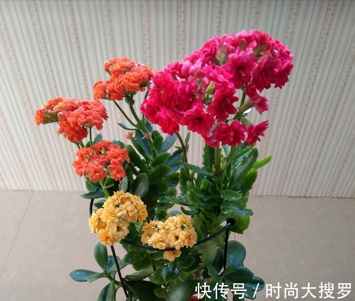 嫁接|养长寿花,用这法,1年就能成老桩,开满五色花,独特又吉祥