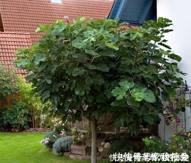 小院子|家有小院子,不要错过“3种果树”,寓意好,能观赏,还能摘果子