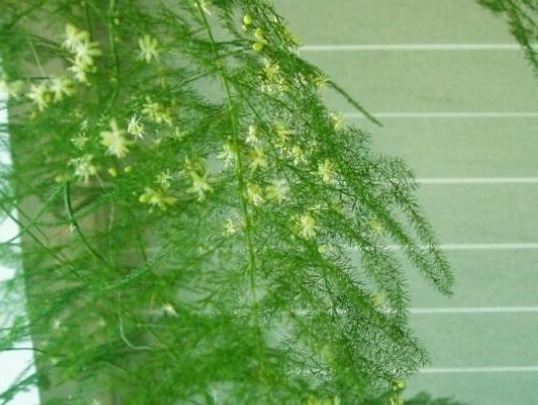 河北大爷养文竹，盆里扔块“它”，一窜1米2，开满小白花，牛！