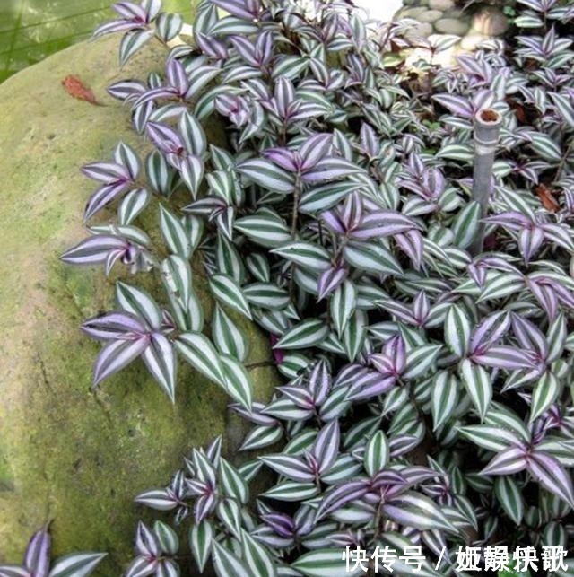 吊兰品种多样,只养一种太亏了,家里多放几盆,净化空气开小花