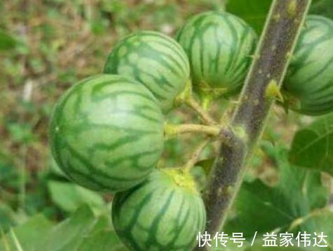 肌肤|女人不想变老，不妨坚持吃三种食物，细嫩肌肤，减少皱纹