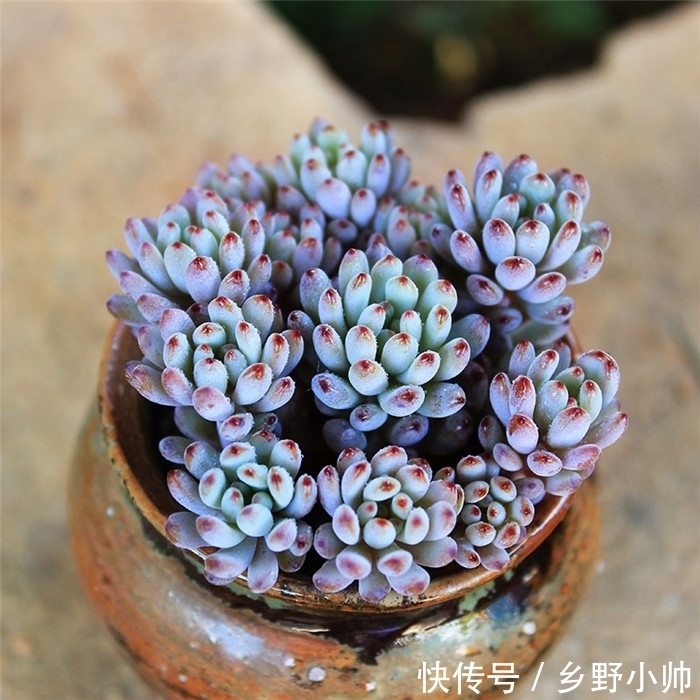 小帅|这些蓝色系多肉,简直像天使身边的小精灵,太美了