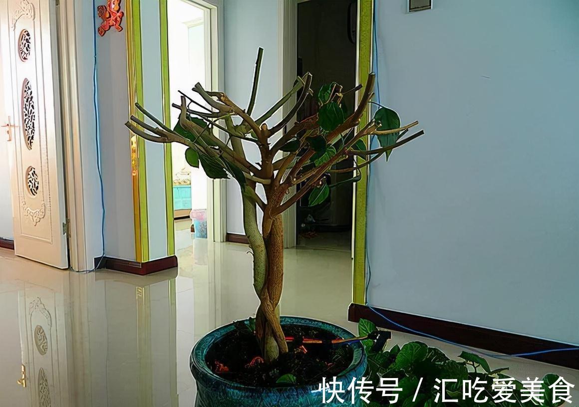 2种花即刻下盆,开春花朵全爆满,秒杀全场盆栽