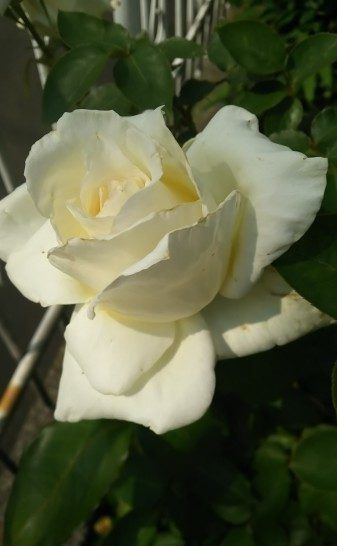 好运|未来半个月,桃运不断,姻缘来临,好运不断的四大生肖