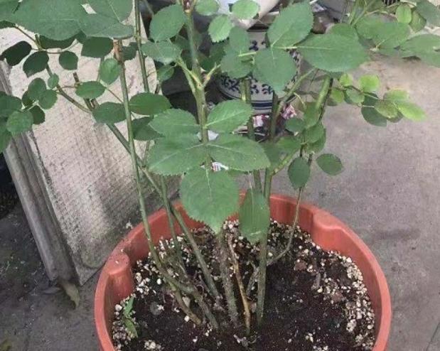 月季花后修剪常犯的4个错误,看看你中了几个