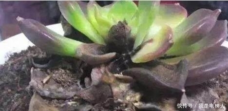 半死不活的多肉植物,只需往盆里加点这个东西,多肉蹭蹭长爆盆