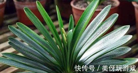 立秋了，给君子兰施肥注意2点，学会了这些，很早就开花了