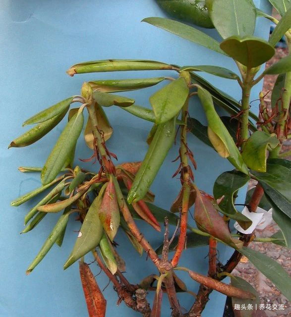 杜鹃花买回来掉花苞、掉叶子，很快变光杆，我总结几个养护的经验