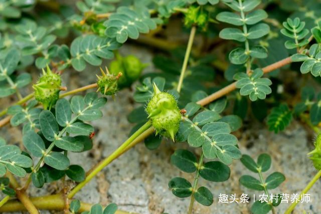 歧化酶|农民不识货,把抗衰老的”特效药“当做野草