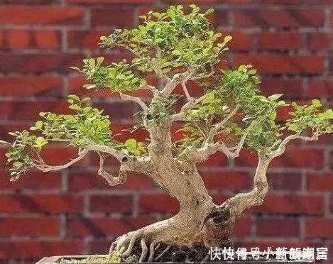 2种树很常见，学会养护要点，做成盆景大变样，5年养成万元树