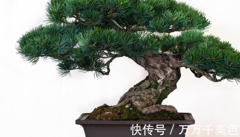 盆景|黑松盆景枝干横展,树冠如伞盖,针叶浓绿,四季常青,树姿古雅