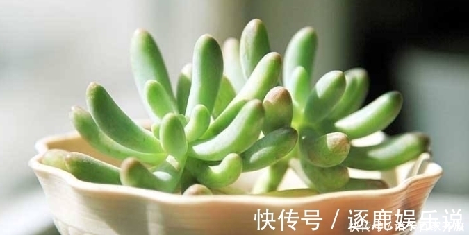 光照|新手不要盲目养多肉,一定要从5点入手,不然最后只剩下空盆