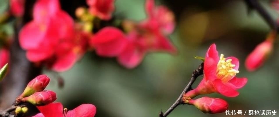 海棠花$杨万里这首诗被严重低估了，第一句就令人惊艳，通篇美得如诗如画