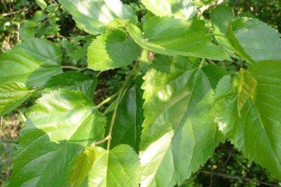 你还在为白发着急吗？其实一片树叶就能解决！经常使用胜过黑发剂