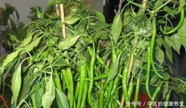阳台养一盆辣椒,好养又漂亮,一个小技巧,一棵能结10斤!