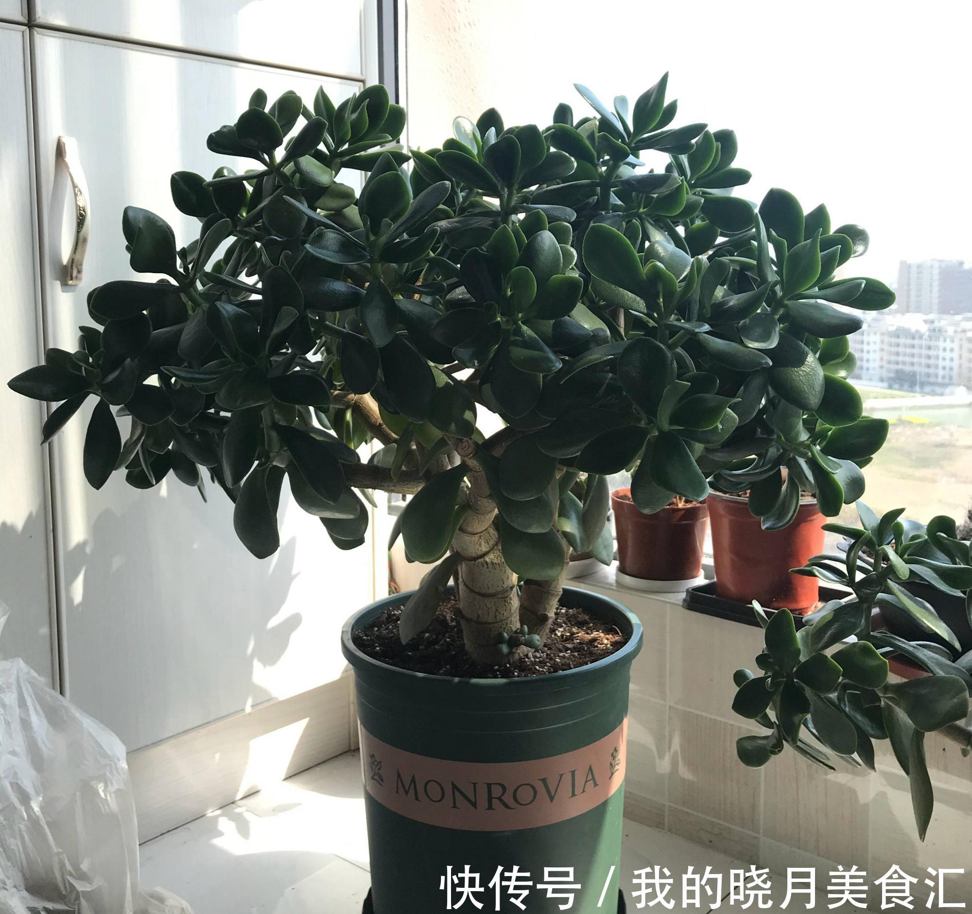 玉树|玉树长得慢?2个方面来改善,长势快、枝干壮、能开花、变老桩