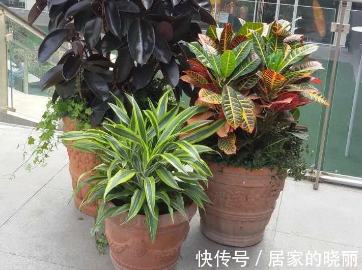 浇花|养花浇水总结:水质、水温、水量,全是不可忽略的关键要素