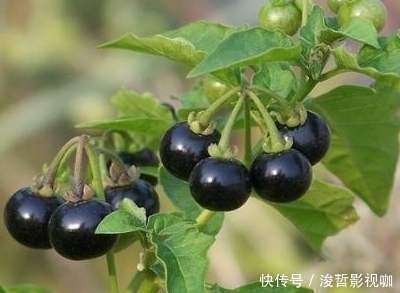 农村路边不起眼的黑豆,却被卖到18块一斤,殊不知现在都抢着种植