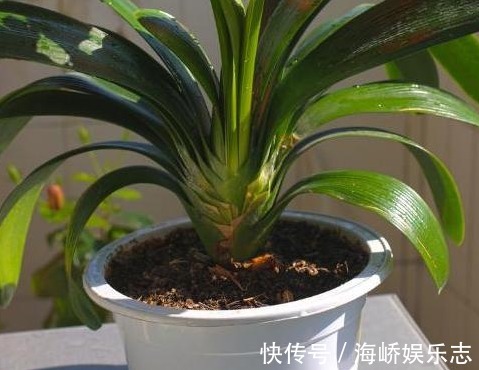 开花|家里的君子兰为什么就是不开花彻底学会这些 其实不难！