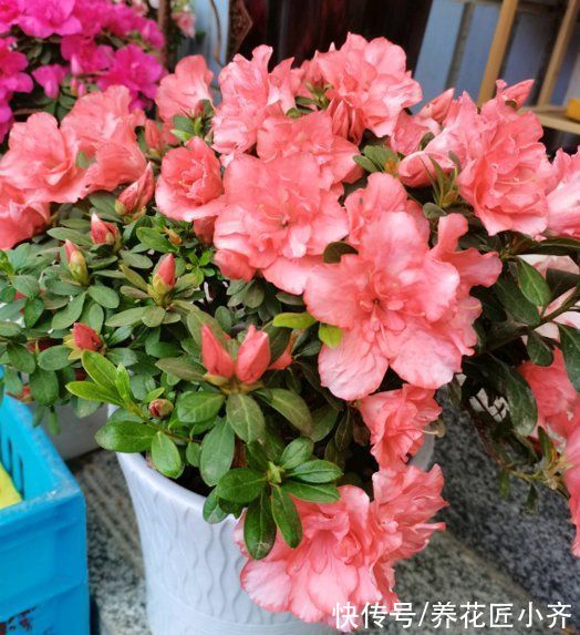 6种“富贵花”,平时没人卖,过年抢着买,摆家里,喜庆吉祥