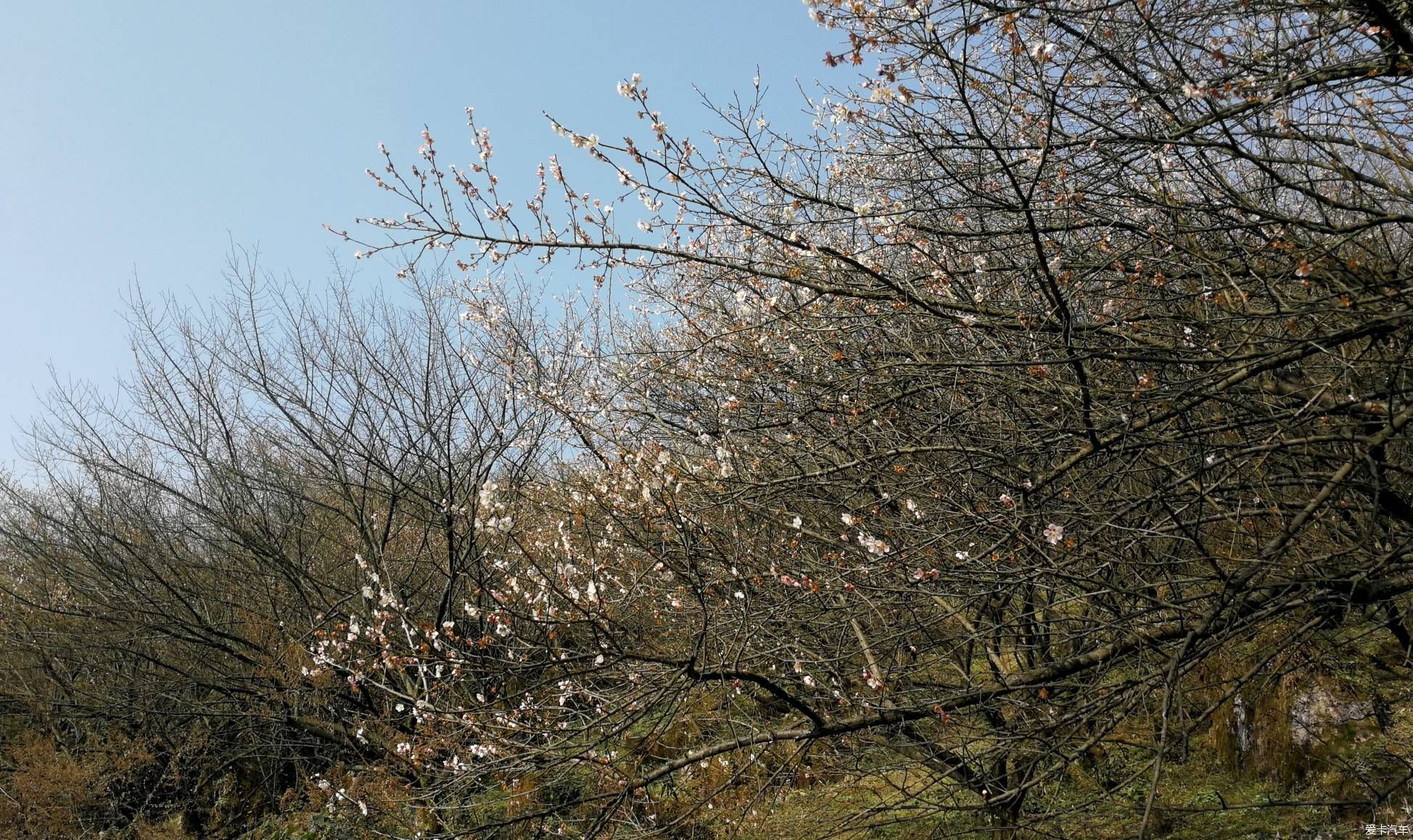 重游大坪山