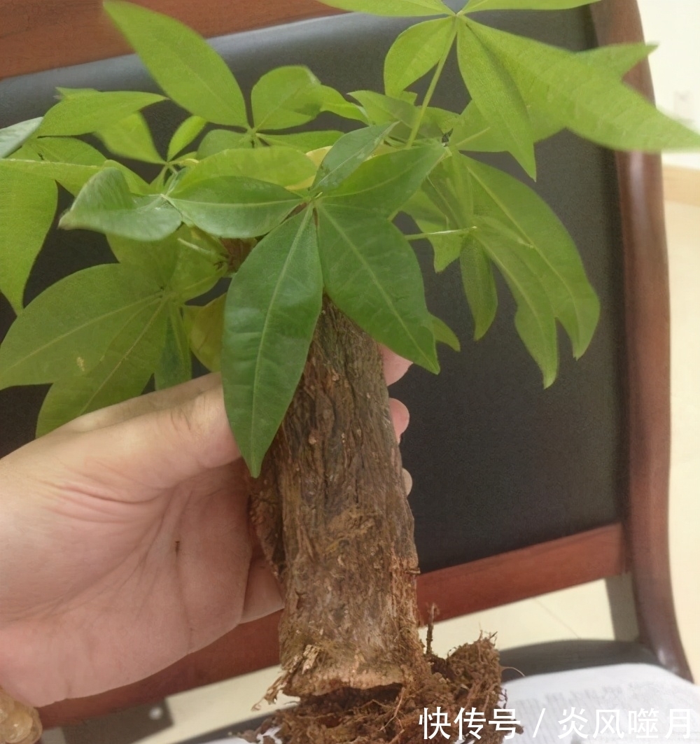 发财树黄叶,掉叶子?都是2个“小疏忽”,看看你犯了没有