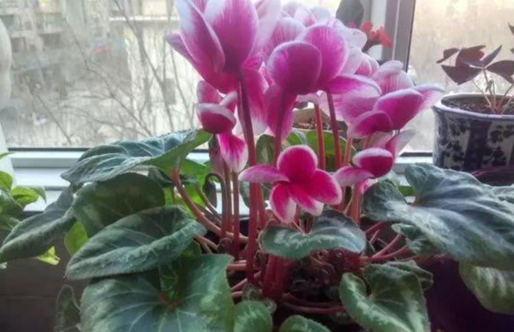 花期|4种花，扔土里就能开花，花期长，颜色丰富，年年开花美翻