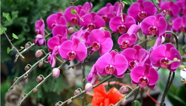 春节必买的5种花,每1种都很好看很喜庆,欢欢喜喜过大年