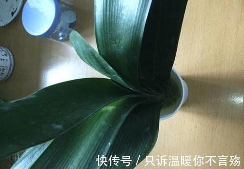 养花技巧：根都烂完了的君子兰，我捡回家，半年后开花了！