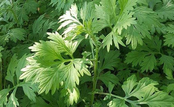 地头|田间地头没人要的野草,却是腰间盘突出的“救命草”,三天起效