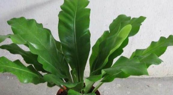 叶片|这几种花卉盆栽号称“天然空气清道夫”,养上一盆,不失眠睡得香