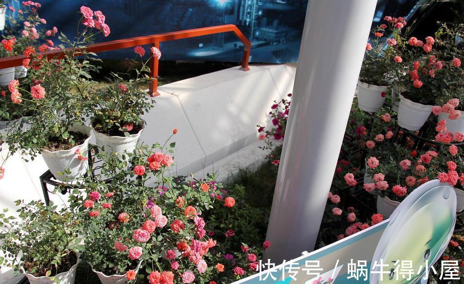 微型玫瑰|好看的微型月季总是养不活，问题出在哪，一起来看看吧