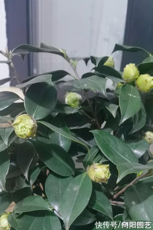 路边的茶花开得很美，千万别买，买回家就凋谢，你是养不好的