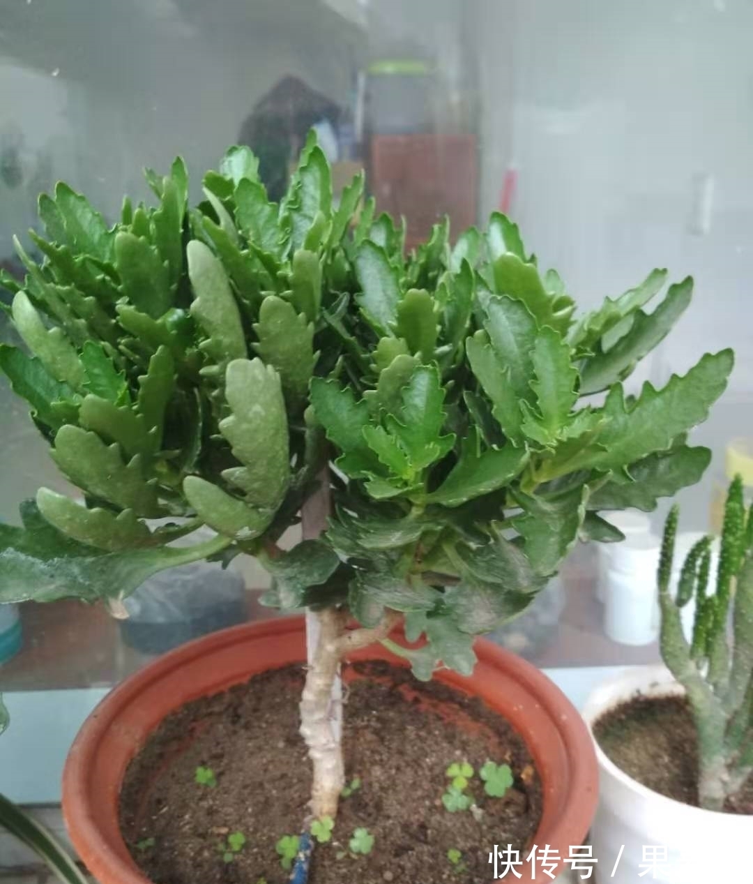 为什么你的长寿花养不活?看我是如何将长寿花养的粗又壮的!