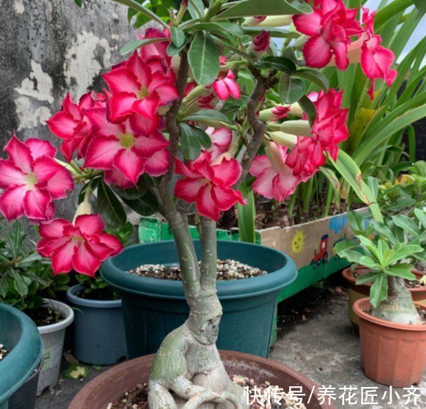 几朵花|养沙漠玫瑰要不要修剪？修剪才能开花多，但是一定要掌握技巧