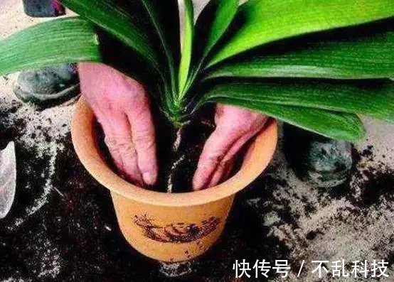 养花要换盆,关键4点要“做对”,不然换了也白换,还容易死掉