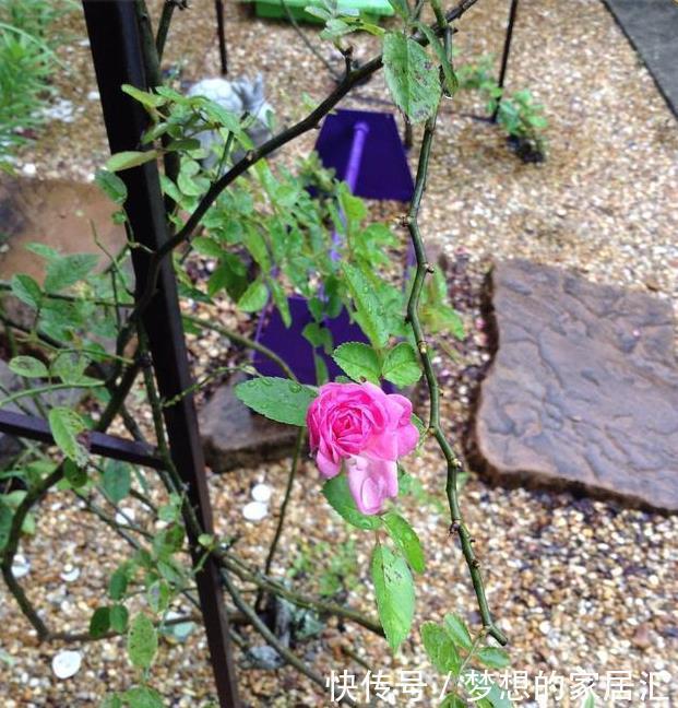 种菜|这样的家太喜欢了,屋前种菜屋后种花,是我一辈子的梦想