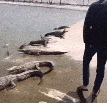 |搞笑GIF:好了 表演结束了 同学们都辛苦了