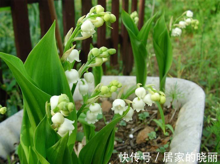 越漂亮的花越“有毒”！快来认识这12种大毒花，涨“知识”不吃亏