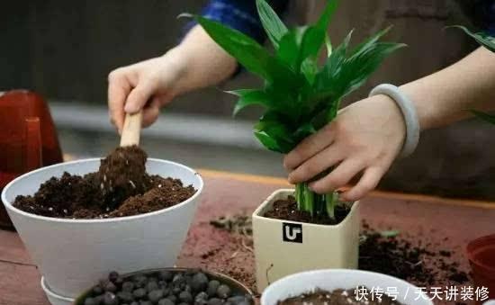 养花换盆,要“挑时机”,错过不再有,耽误一年开花季