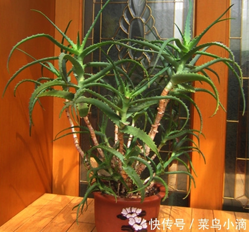 九种“皮实花”,多晒少管长得好,养成老桩更高档,绿萝没上榜