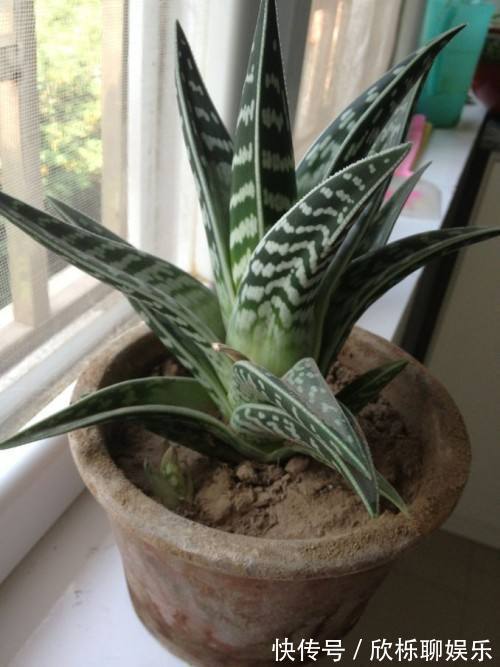 芦荟别乱放，放在这里养，才是最对的地方