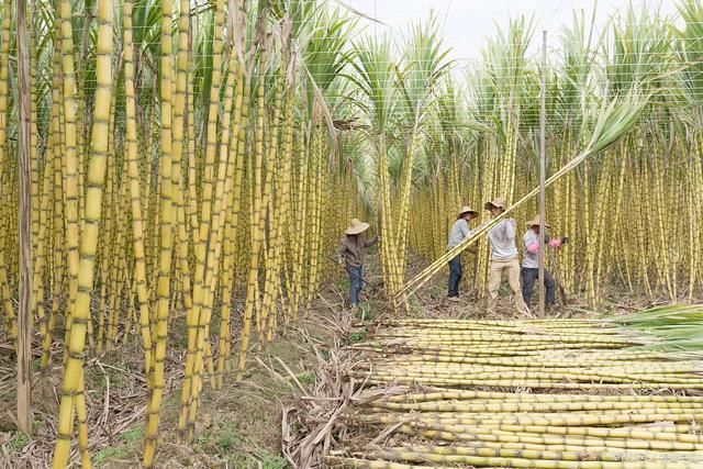 买甘蔗时，请记住“5点”，保证好吃不浪费，蔗农都赞你是内行