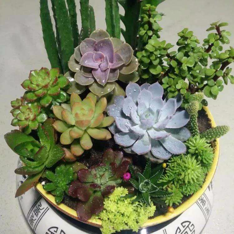 多肉盆里加点料，多肉蹭蹭长，越长越萌！