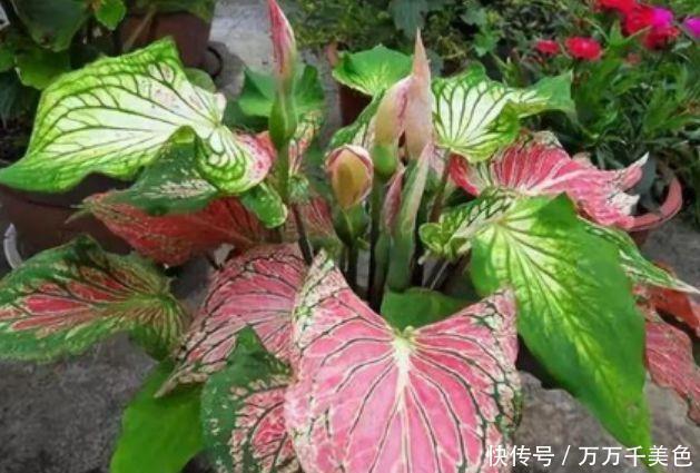 家养|家养4种花,个个都是财神爷,几个月不浇水,照样长得旺